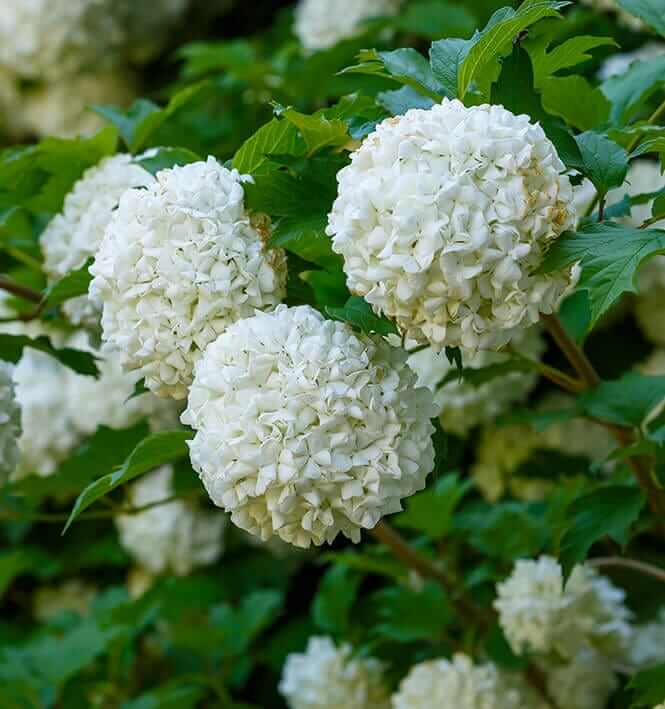 White fluffy hydrangea blossoms on green stems blooming in Tennessee