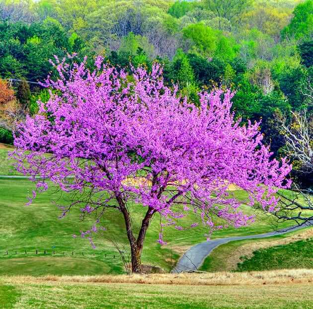 Vibrant purple flowering tree enhances curb appeal in lush green field