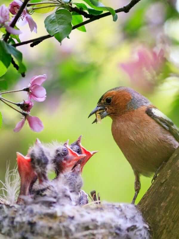 Parent bird with white wing patches feeds chicks in nest amid pink blossoms attracting backyard birds