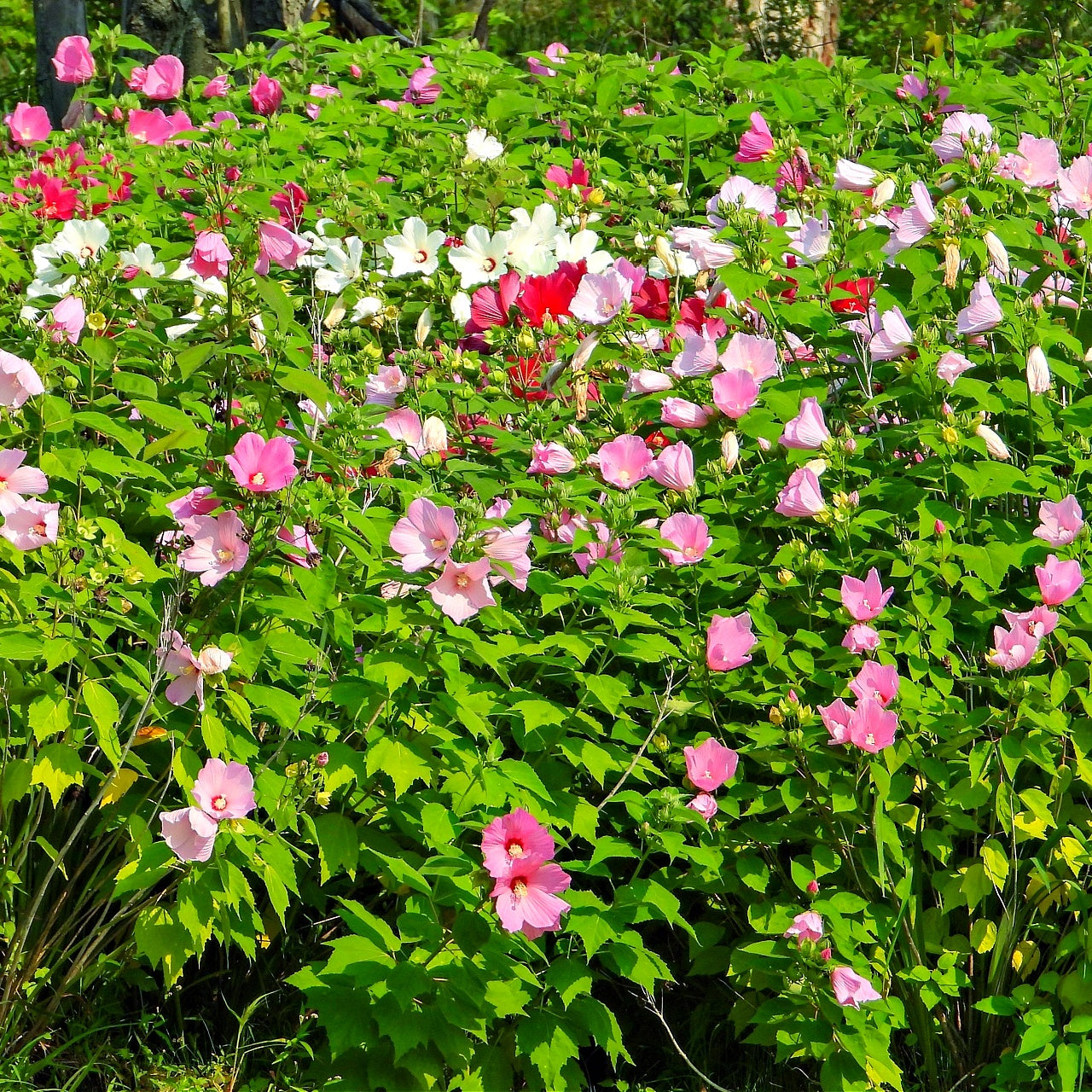 Vibrant pink white red hibiscus blooming in lush greenery TN Nursery reviews