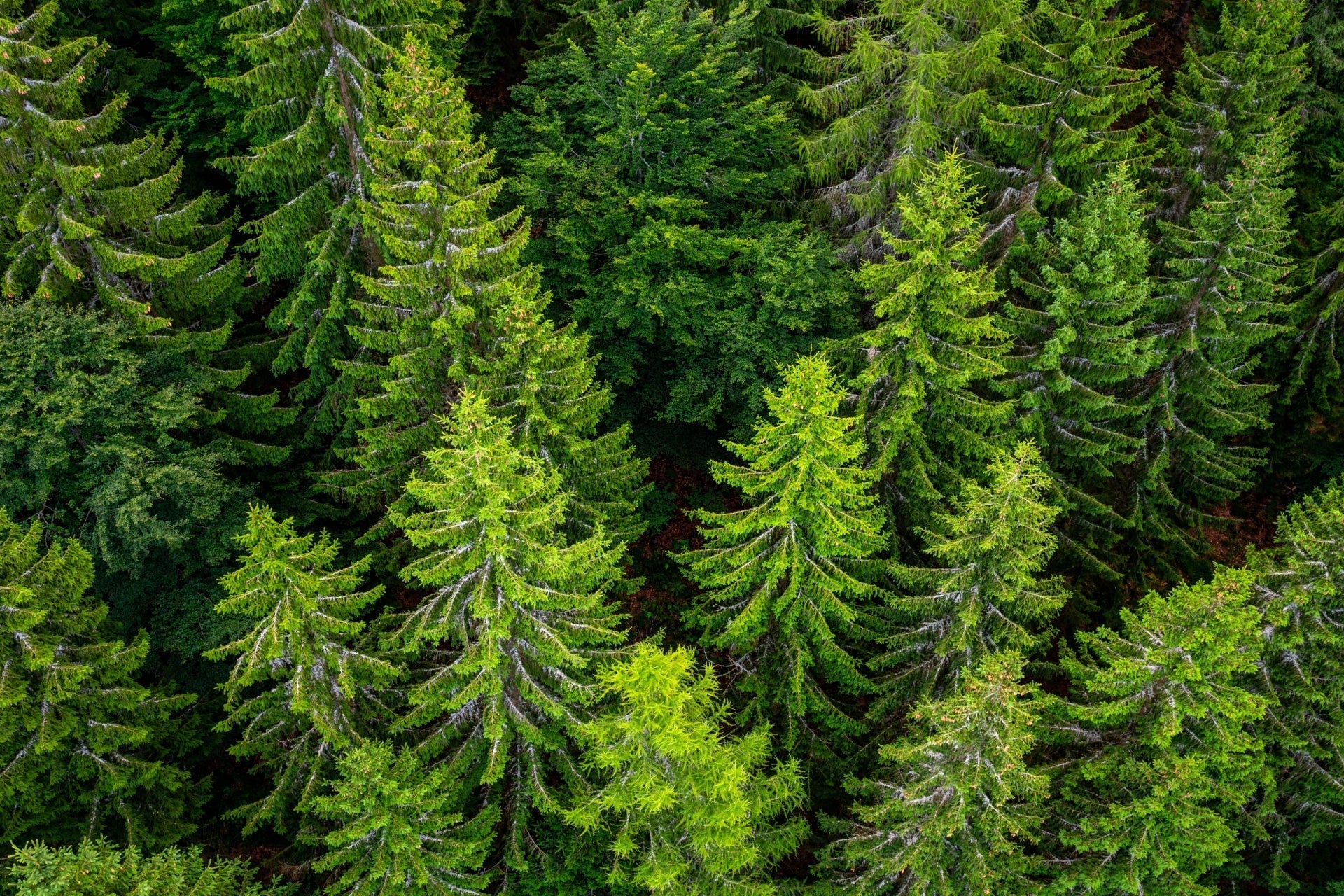 Dense green coniferous trees ideal for zone 6 evergreen landscapes