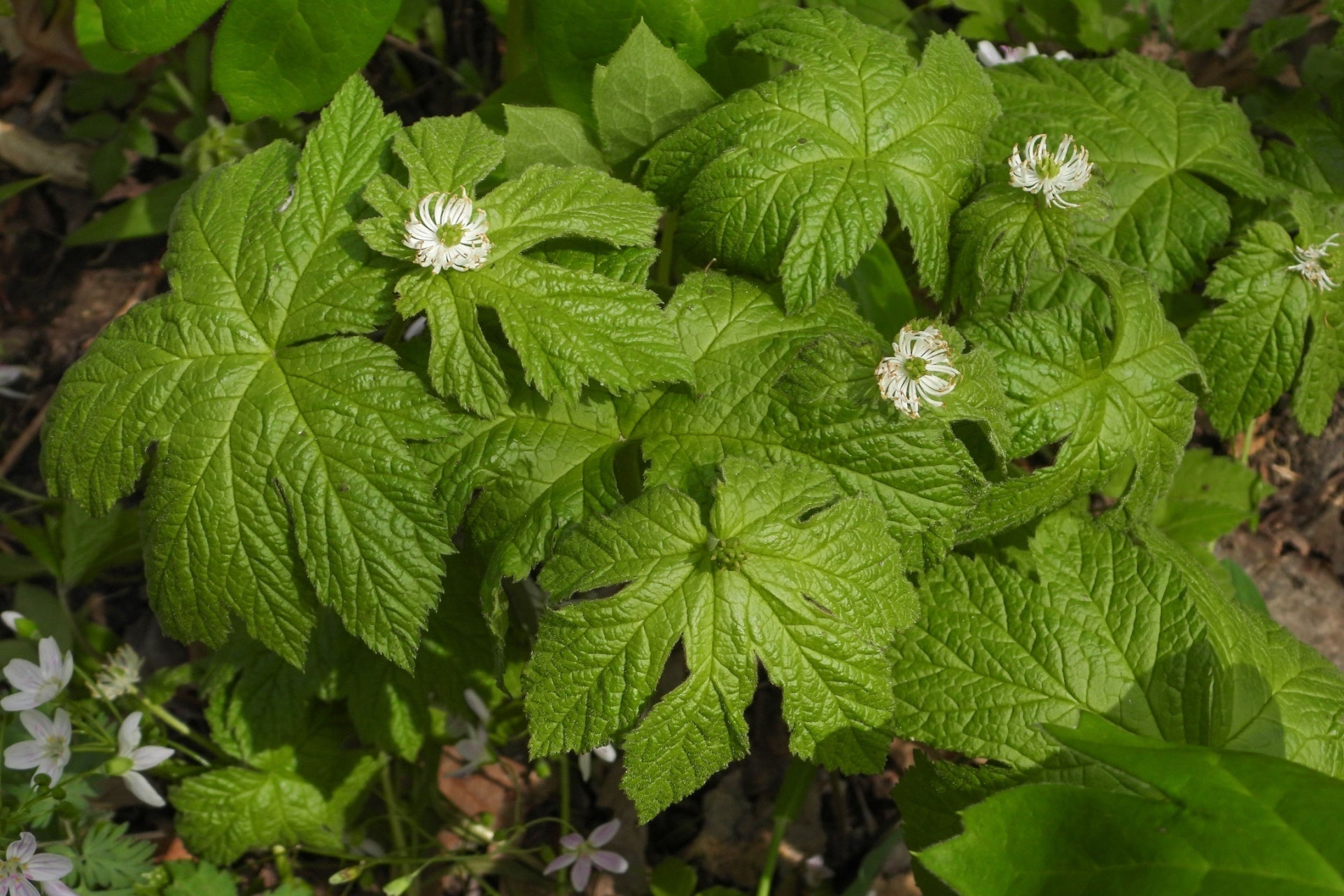 Goldenseal shade-loving herb: delicate white flowers on lobed green leaves