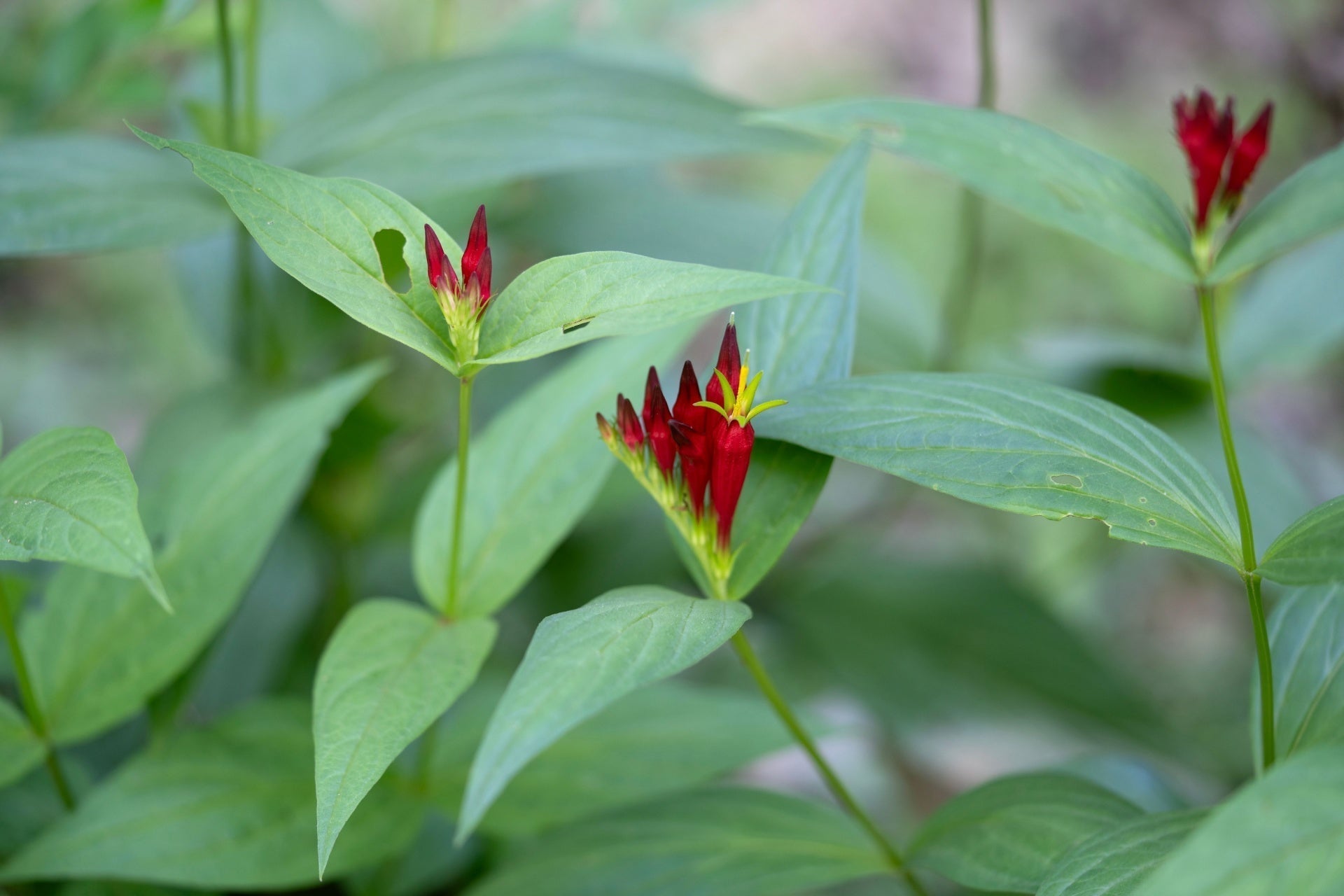 Vibrant Indian pink wildflower with red blooms and yellow centers amid green leaves