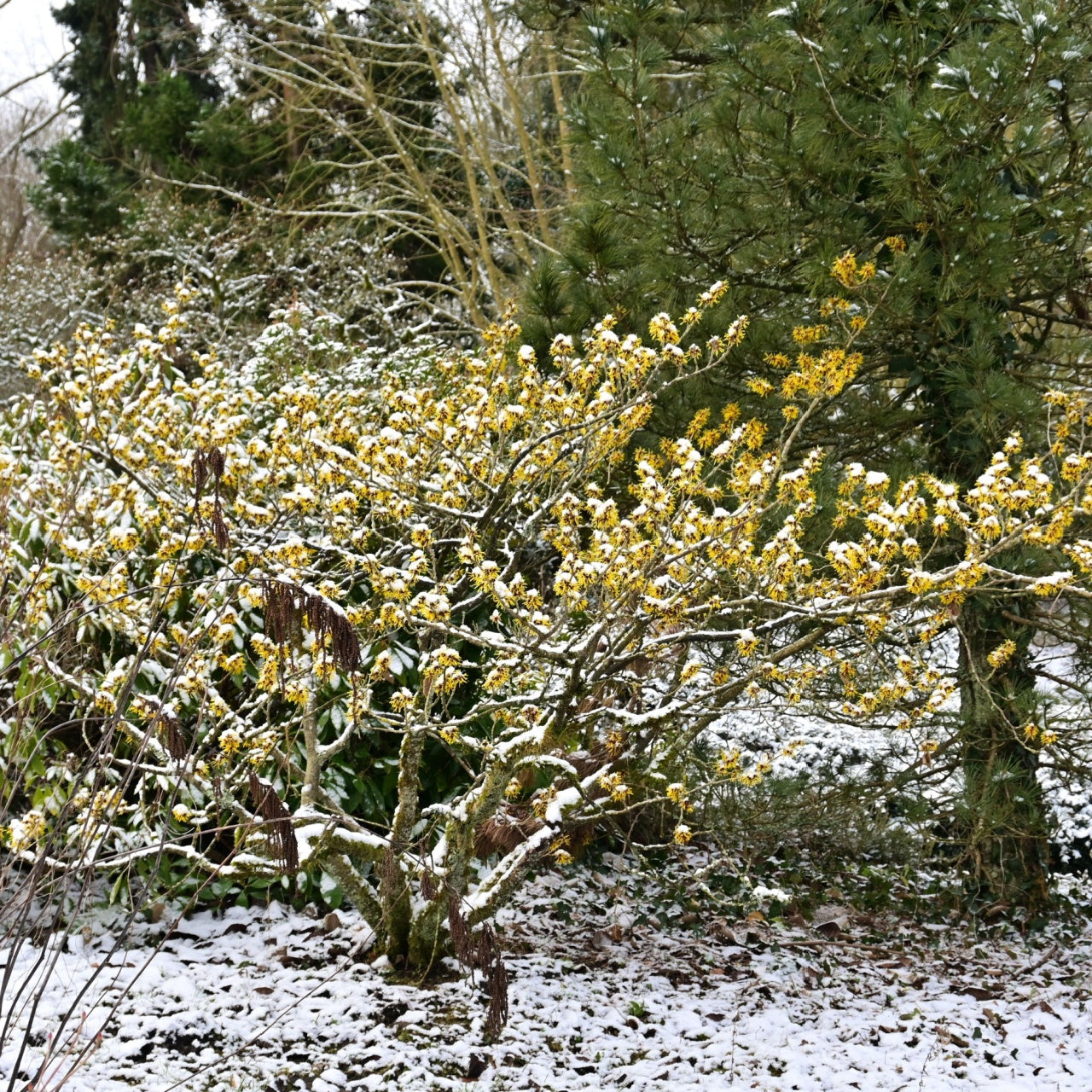 Snow-dusted golden-flowered shrub ideal for gardens with pine trees backdrop