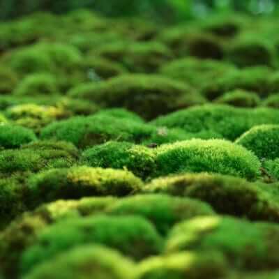 Lush green moss blankets Tennessee garden ground in velvety clumps