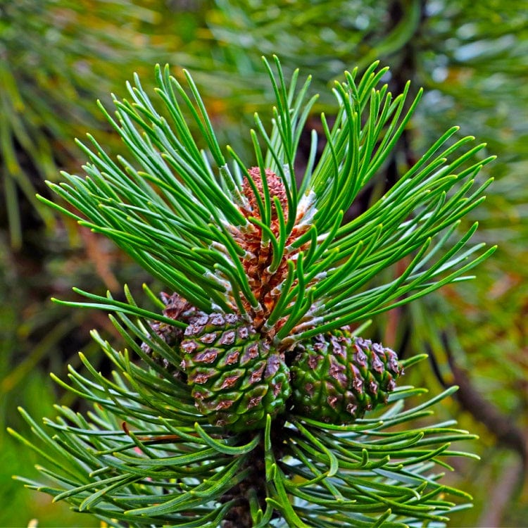Young eastern white pine tree with vibrant green needles and developing cones