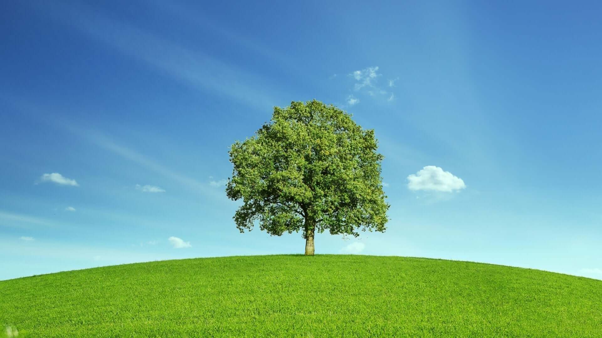 Memorial tree with lush green foliage atop grassy hill under blue sky