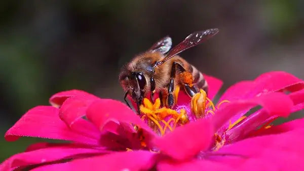 Honeybee on pink zinnia in native moon garden