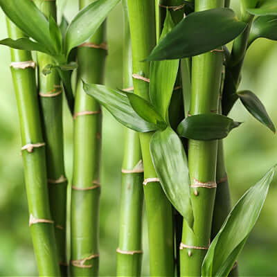 Vibrant green bamboo stalks with smooth segments and fresh leaves