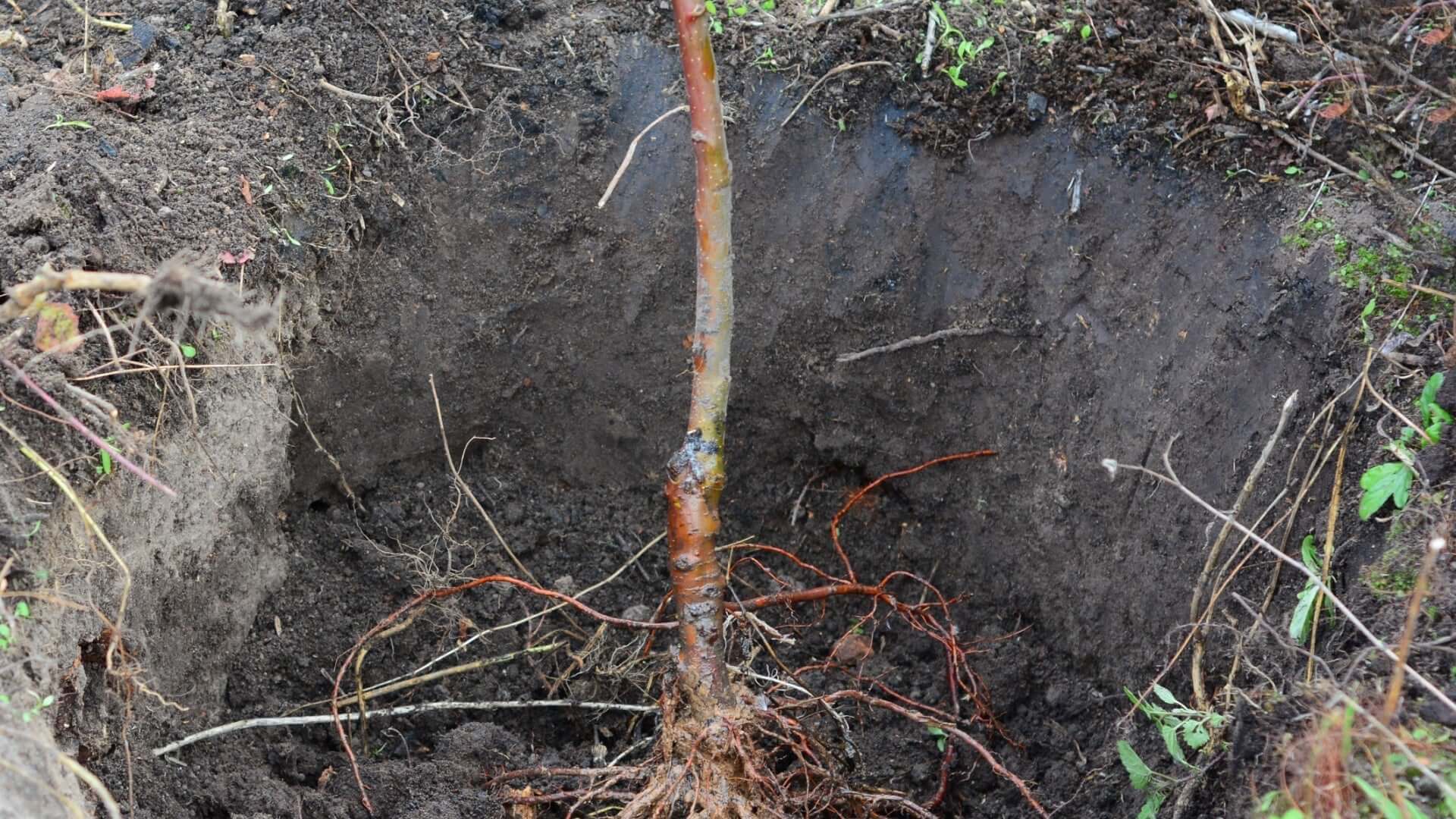 Young bare root tree with reddish-brown bark planted in dark autumn soil