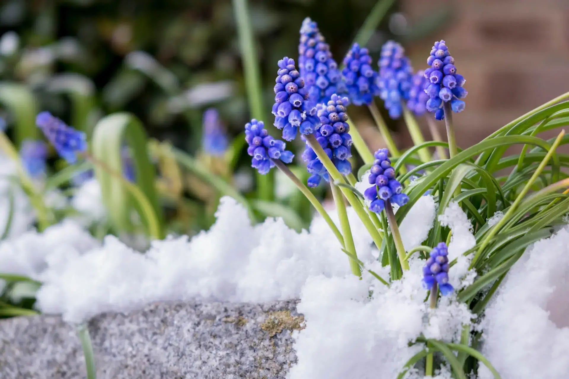 Purple grape hyacinths emerge from snow in winter garden