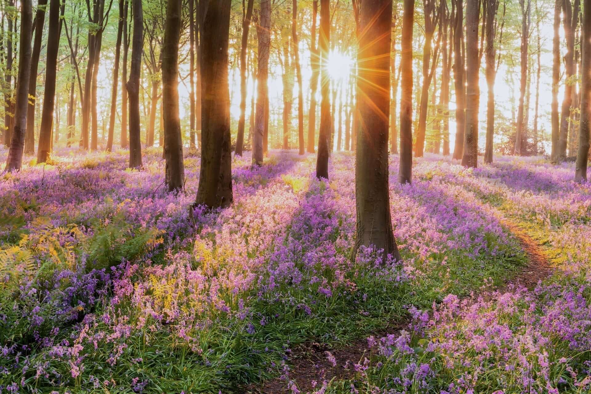 Vibrant purple bluebells in forest absorbing sunlight through canopy