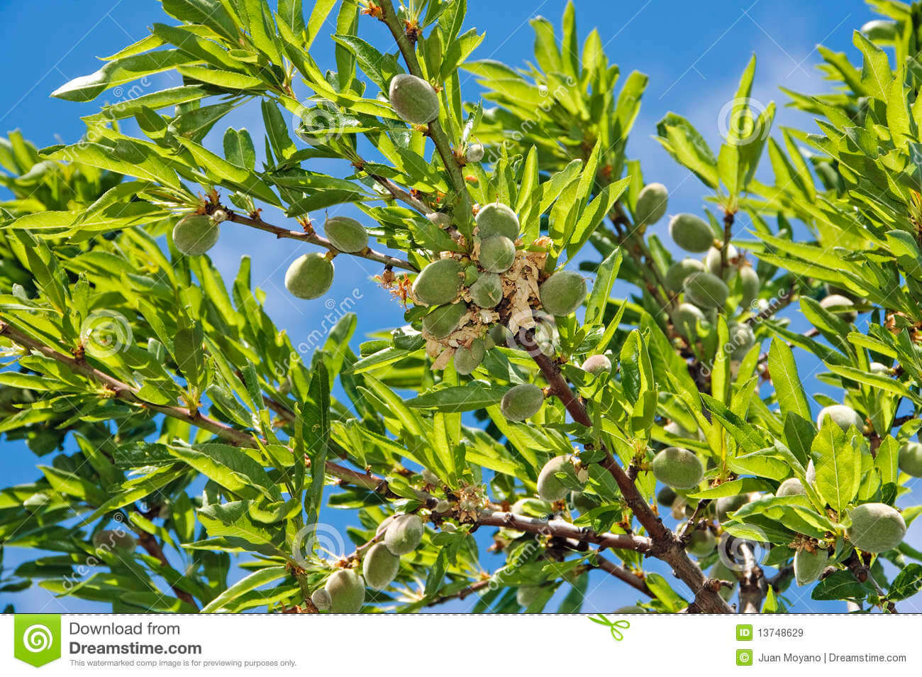 Green almonds on tree branch with lush foliage, blue sky. Top reason to buy.