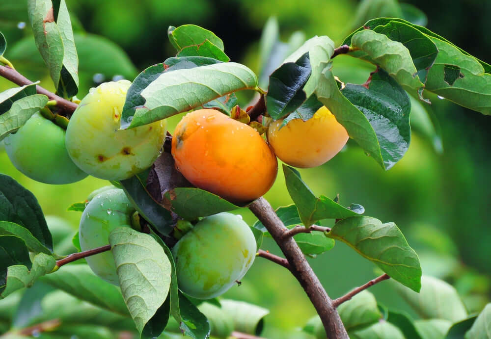 Ripe orange persimmons and green unripe ones on native tree branch