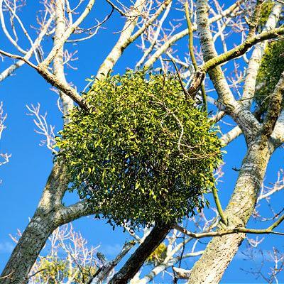 Lush spherical green mistletoe on bare tree branches under blue sky