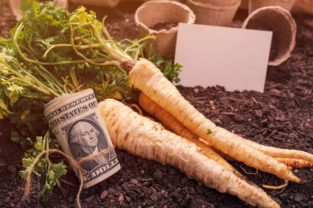Pale yellow parsnips with green tops on dark soil for budget garden