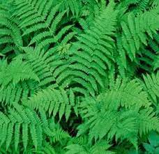 Lush green fern fronds with intricate layered patterns for landscaping