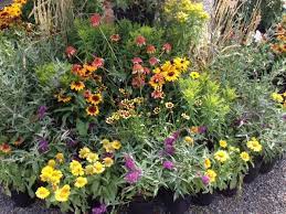 Vibrant perennial garden bed with yellow, orange, purple flowers and green foliage