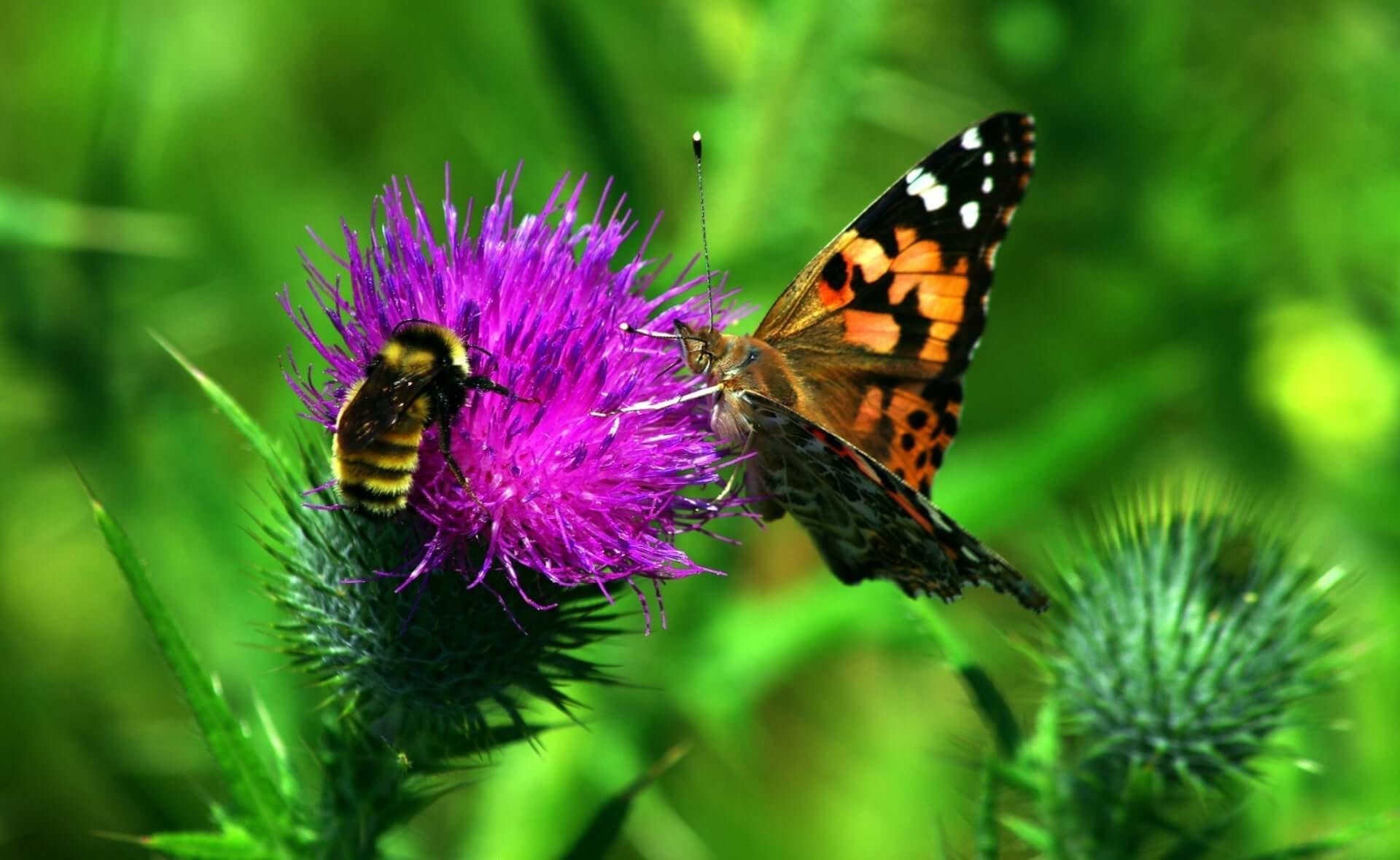Purple thistle with bumblebee and painted lady butterfly, prioritizing pollinators