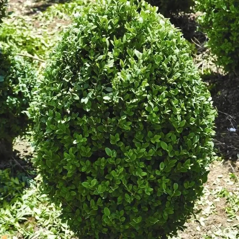 Lush spherical Green Mountain Boxwood topiary with vibrant green foliage