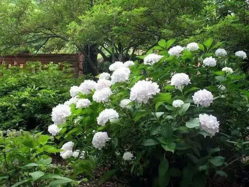 Lush white hydrangea bush with full blooms for Tennessee landscapes