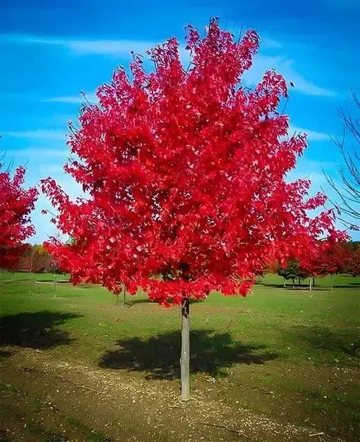 Vibrant red maple tree with fiery foliage for fast backyard privacy