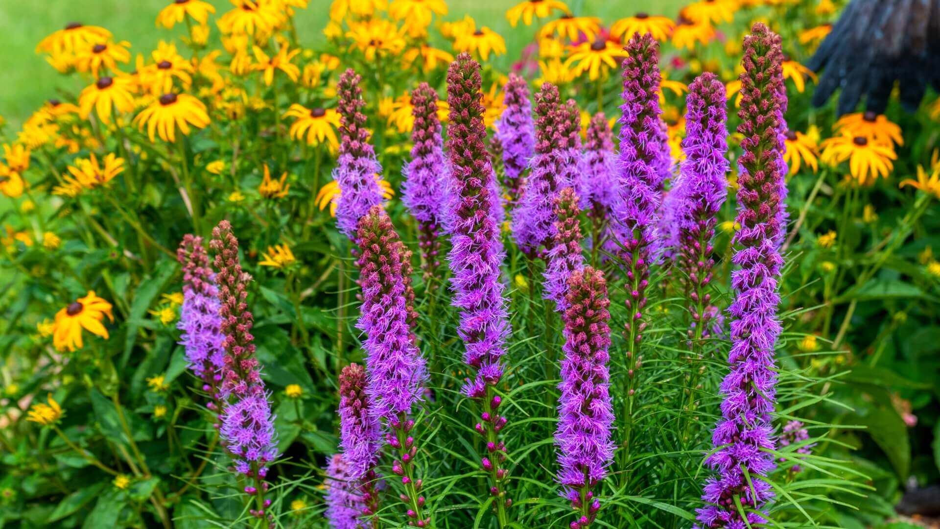 Stunning purple blazing star spiky flowers with feathery petals amid yellow daisies