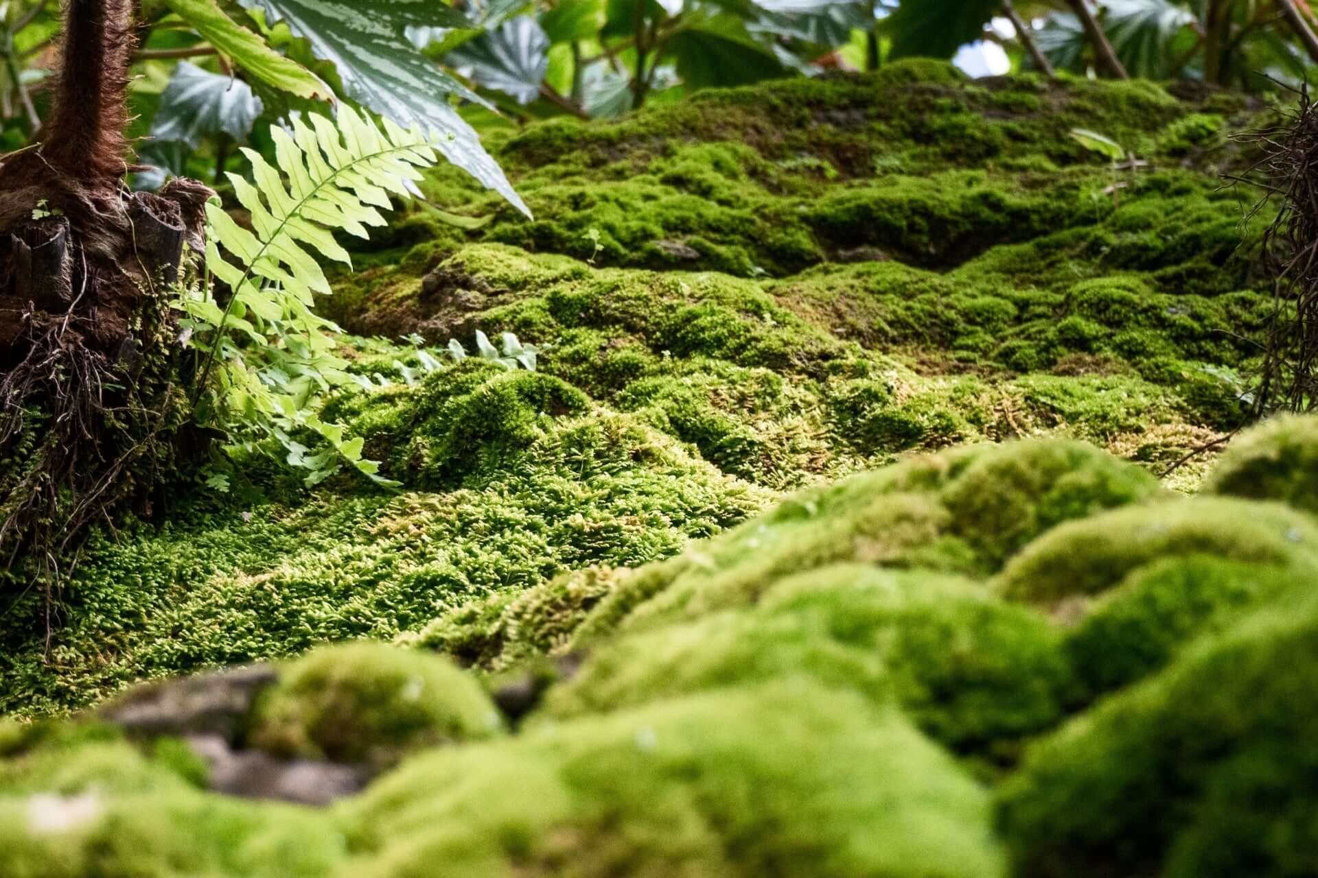 Lush green moss blankets forest garden floor in velvety clumps