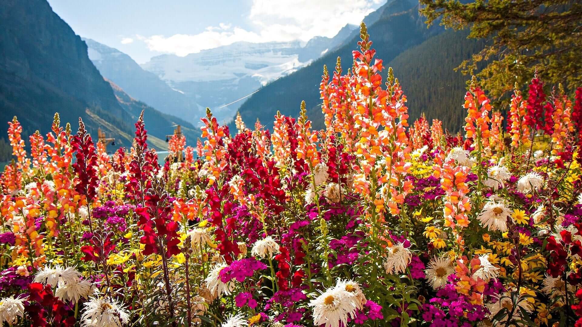 Vibrant red wildflowers: snapdragons, orange, pink spikes with white, purple blossoms