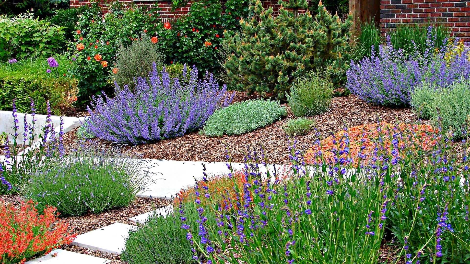 Lush purple lavender in xeriscaping garden with wood chip mulch