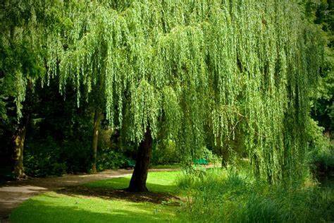 Lush green weeping willow hardwood tree with cascading branches and dense foliage