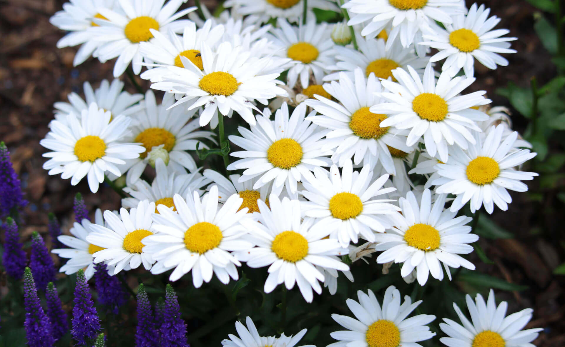Vibrant white daisies with yellow centers for fall perennial landscaping