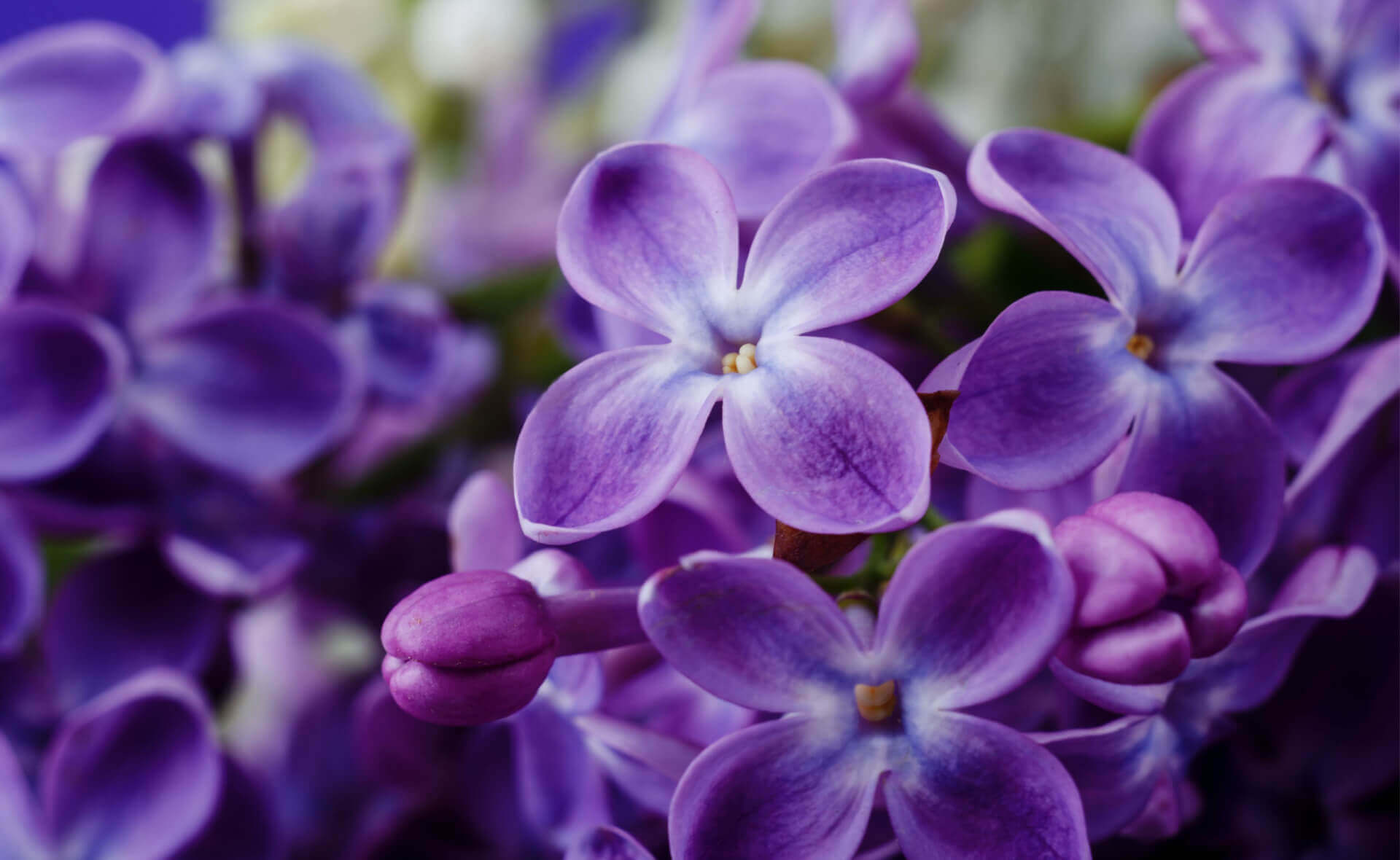 Vibrant purple lilac flowers with delicate fragrant petals, spring statement shrub
