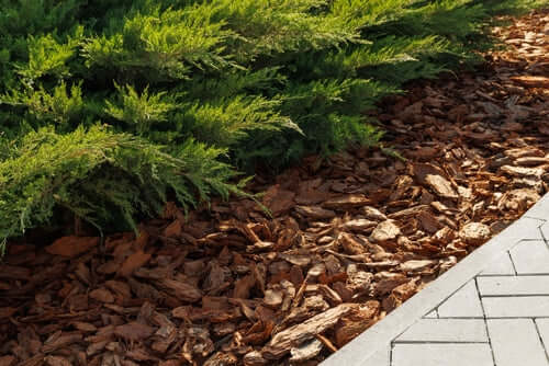 Brown wood chip mulch lines green shrubs by paved walkway in garden mulch setup