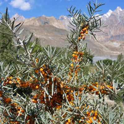 Buckthorn bush with vibrant orange berries on spiny branches and mountains