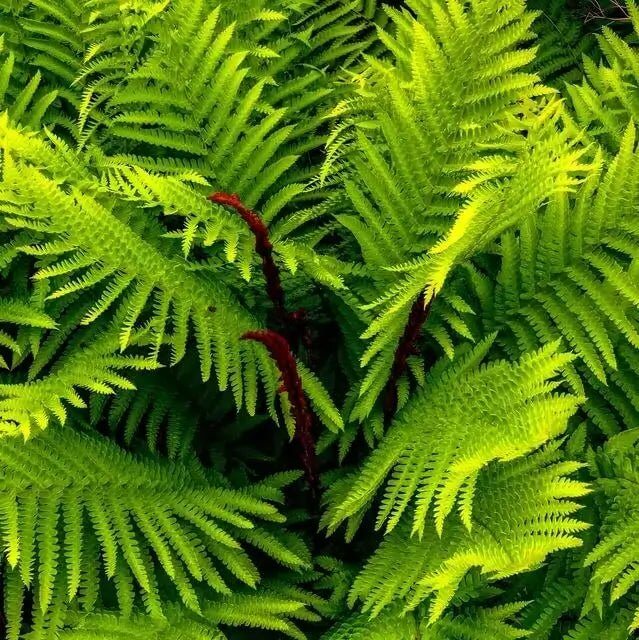 Vibrant cinnamon fern fronds with feathery green leaves and red stems