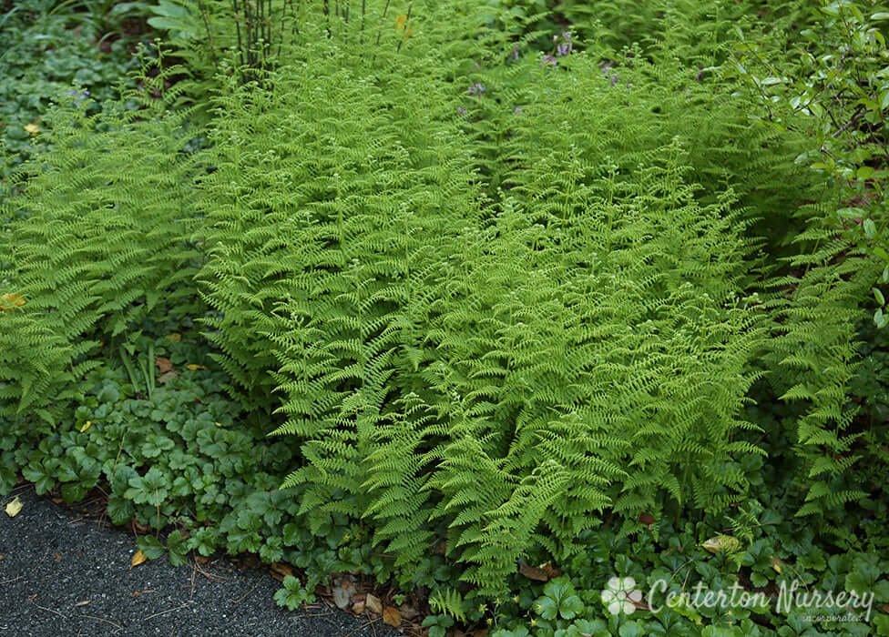 Lush hay scented perennial ferns with vibrant green feathery fronds