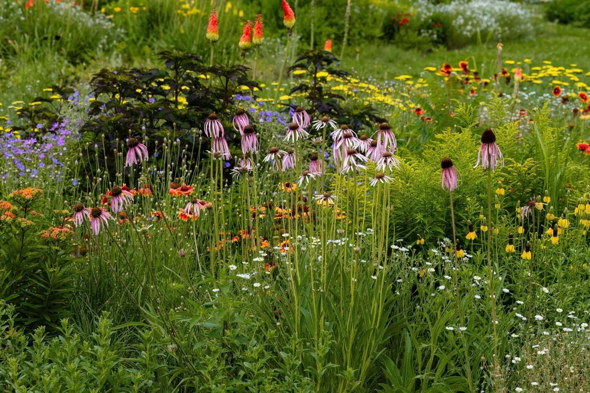 Vibrant meadow of pink coneflowers, yellow daisies, purple wildflowers in lush green foliage