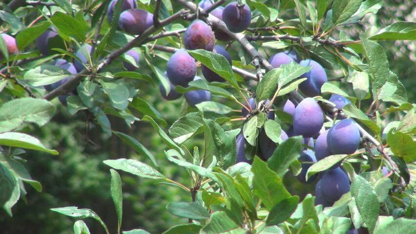 Plump deep purple plums on fruiting tree branch with green leaves