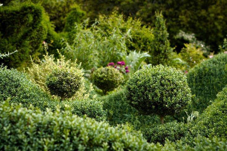 Lush spherical Wintergreen Boxwood topiary bush with dense green foliage