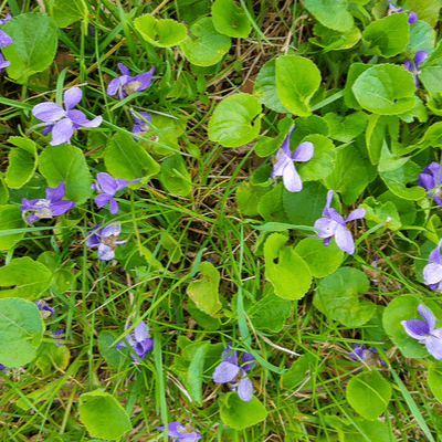 Purple violets with nectar-rich flowers, delicate petals and green leaves in grass
