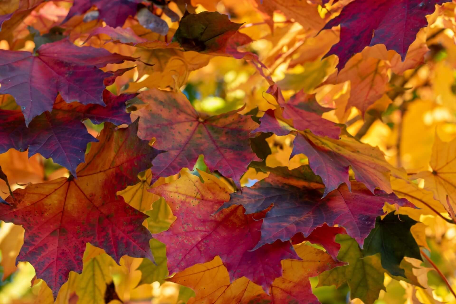 Vibrant autumn maple leaves in Tennessee: red, orange, yellow.