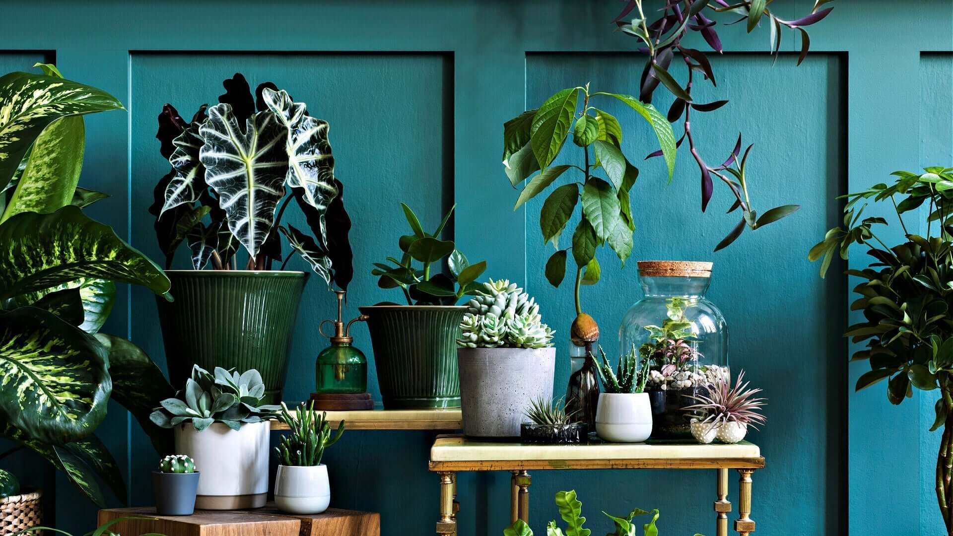 Top low-maintenance houseplants: potted greens with silver-veined leaf in dark pot