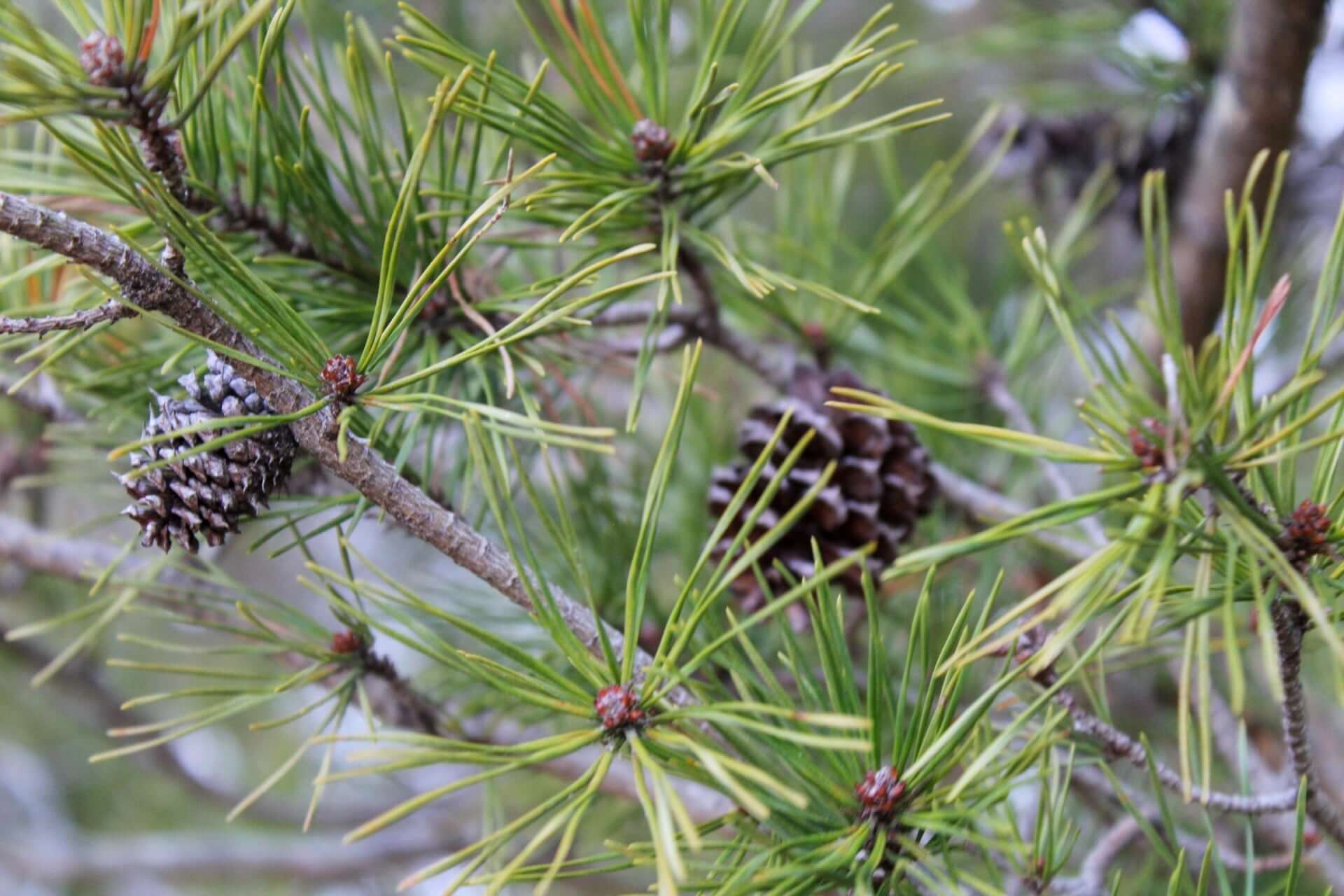 Green pine needles surround two spiky pinecones on adaptable evergreen branch