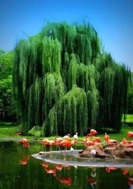 Vibrant green weeping willow tree for fast-growing Tennessee privacy