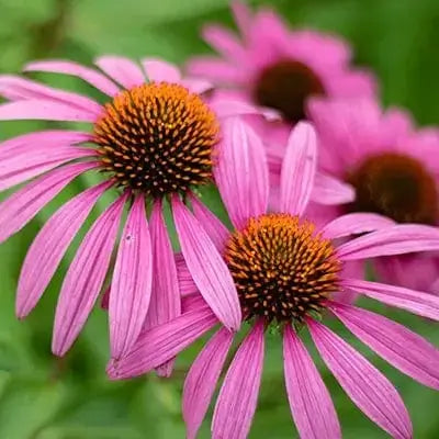 Pink coneflower blossoms with orange-brown centers thriving in Tennessee