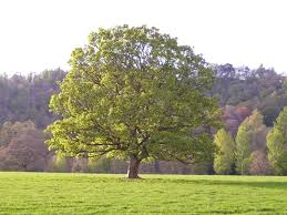Solitary shade tree with lush green foliage in Tennessee yard
