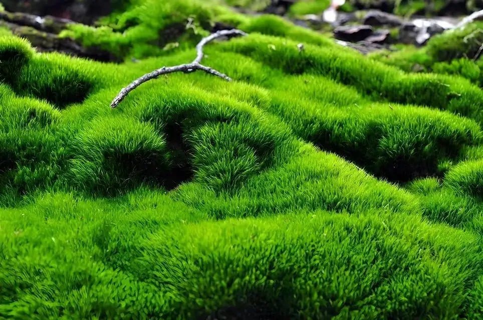 Vibrant green moss blankets Tennessee garden in velvety tufts