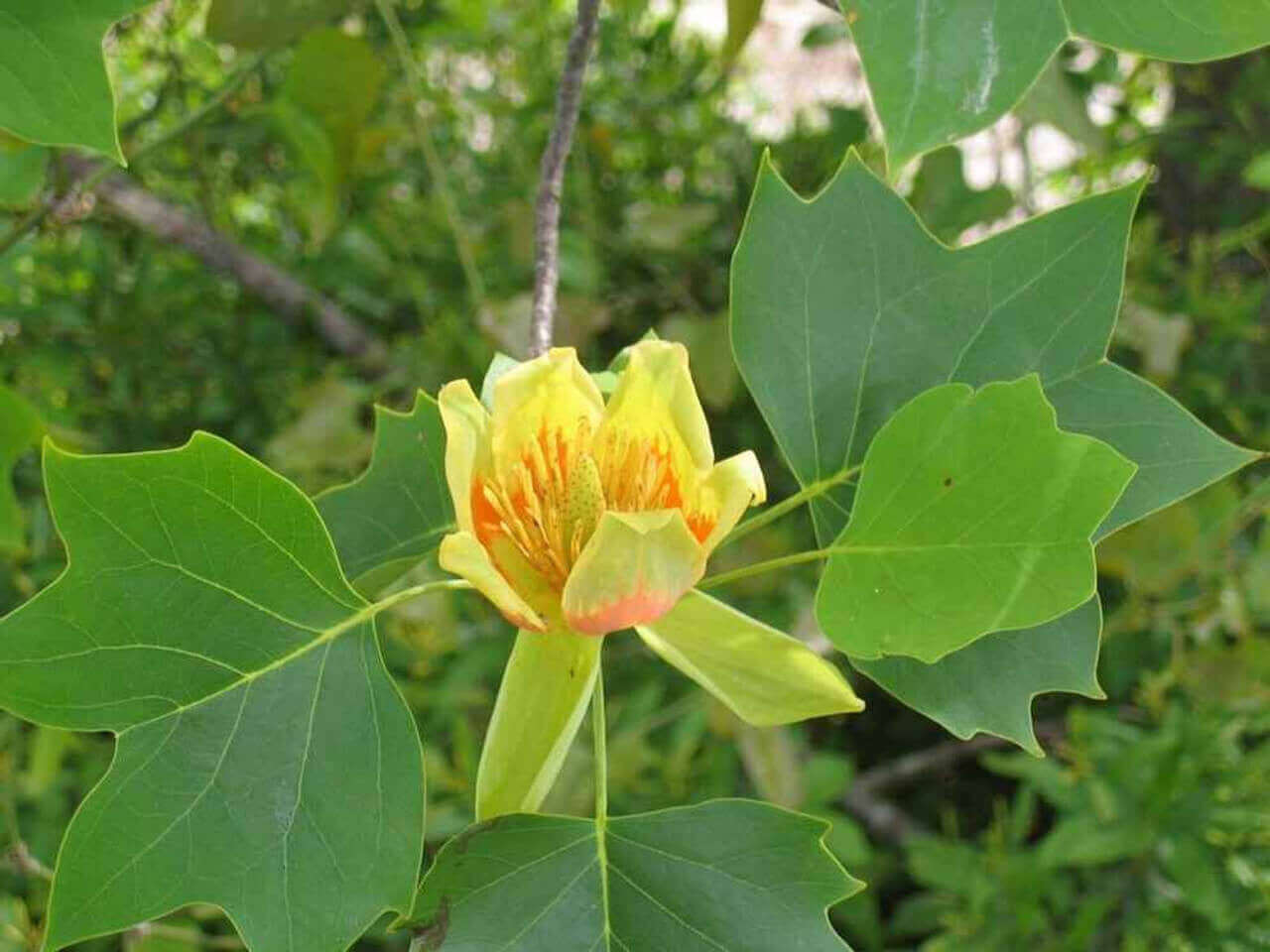 Little-leaf Linden, Bates Canopy