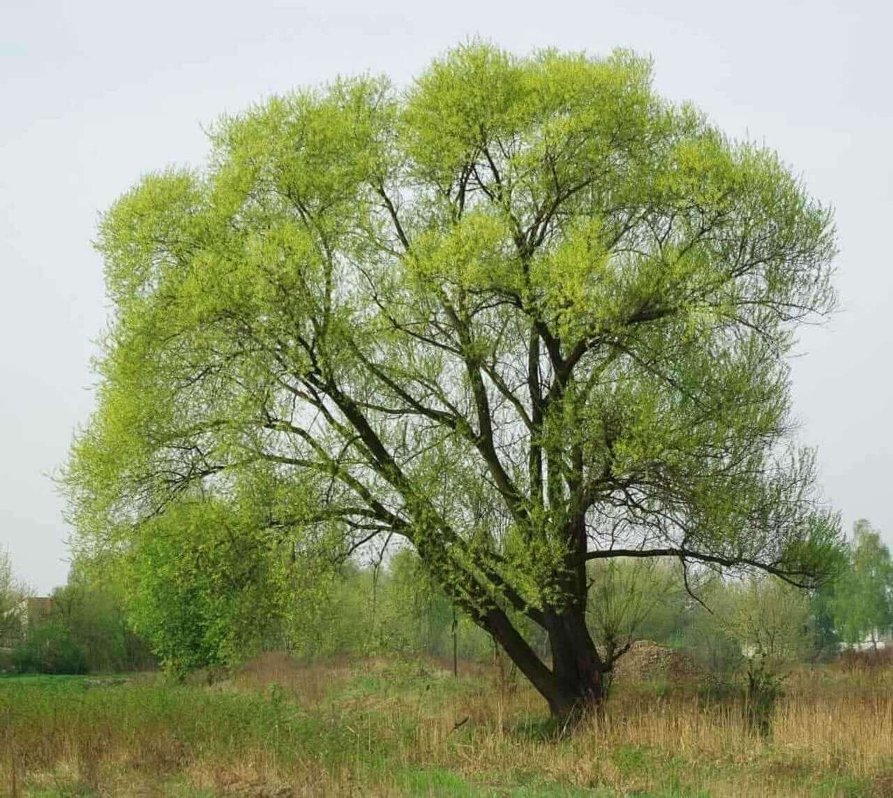 Black Willow Trees For Sale | Wholesale Nursery Co